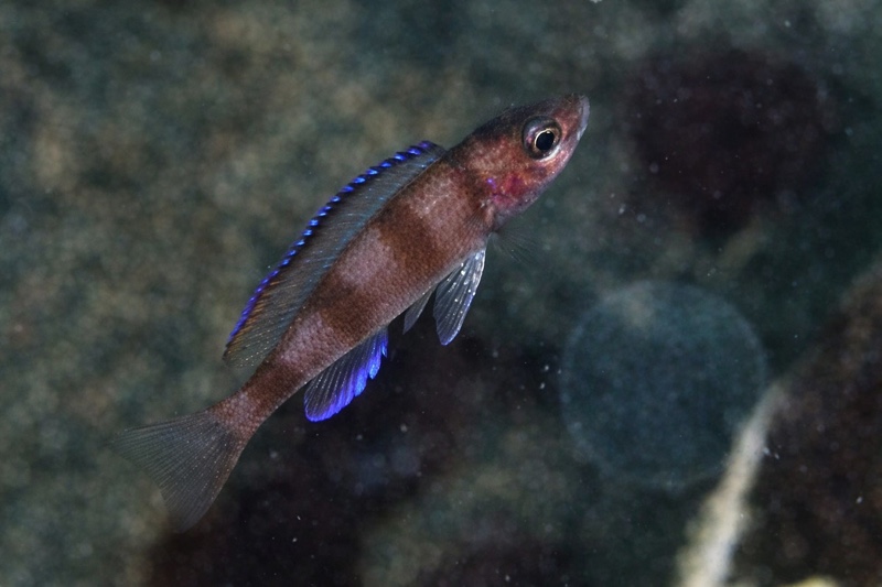 Paracyprichromis sp. 'ammelrooyi' Lubugwe Bay
